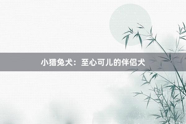 小猎兔犬:至心可儿的伴侣犬