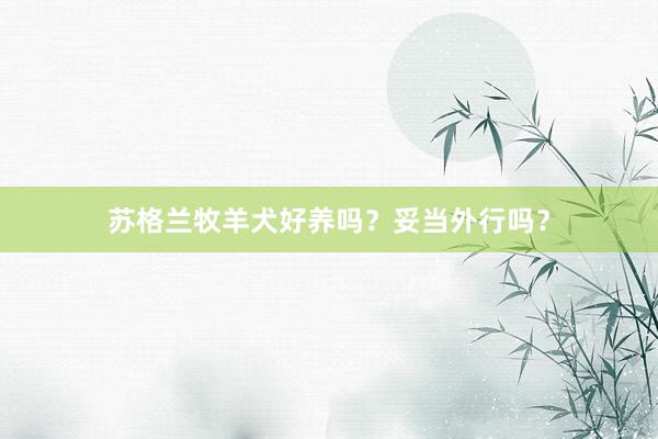 苏格兰牧羊犬好养吗？妥当外行吗？
